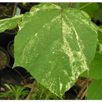 CATALPA KATALPA BIGNONIOWA SURMIA szczepiona na pniu - sadzonki 140 / 160 cm